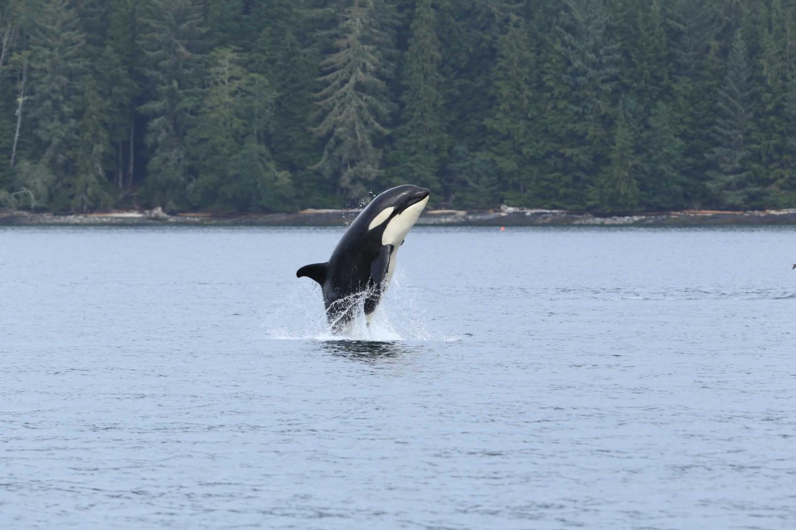 British Columbia Lodge image