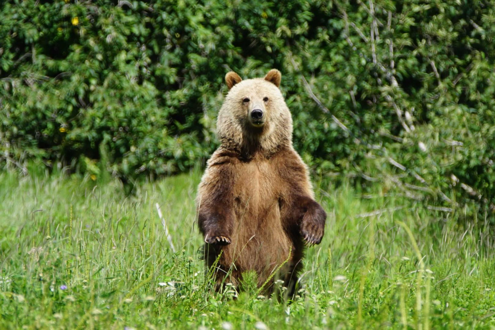 British Columbia Lodge image