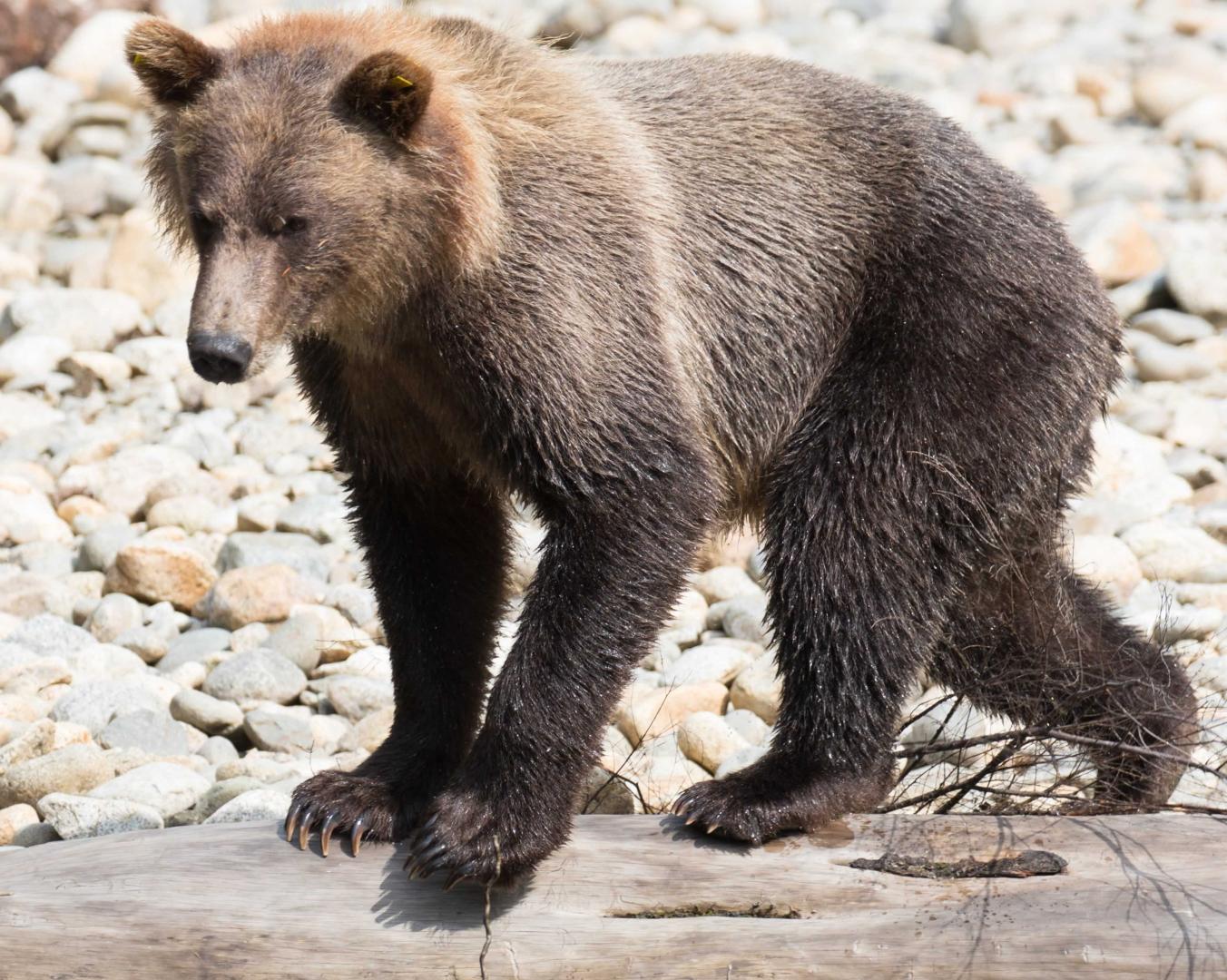 British Columbia Lodge image