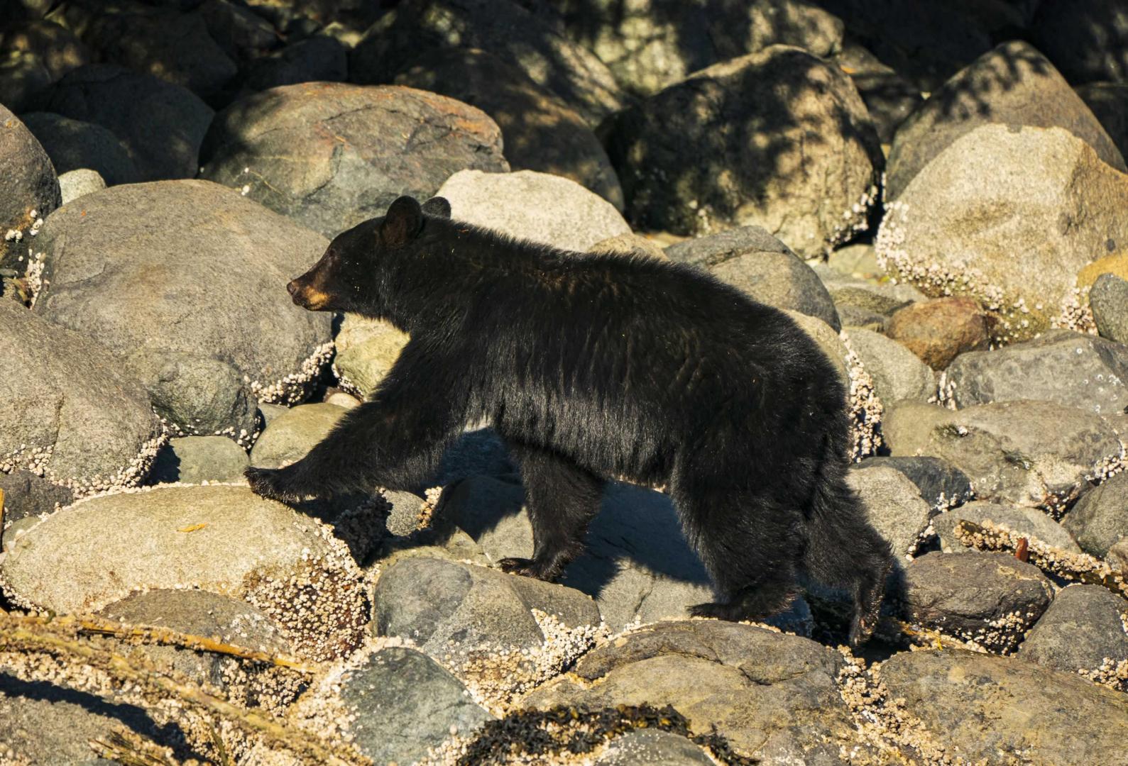 British Columbia Lodge image