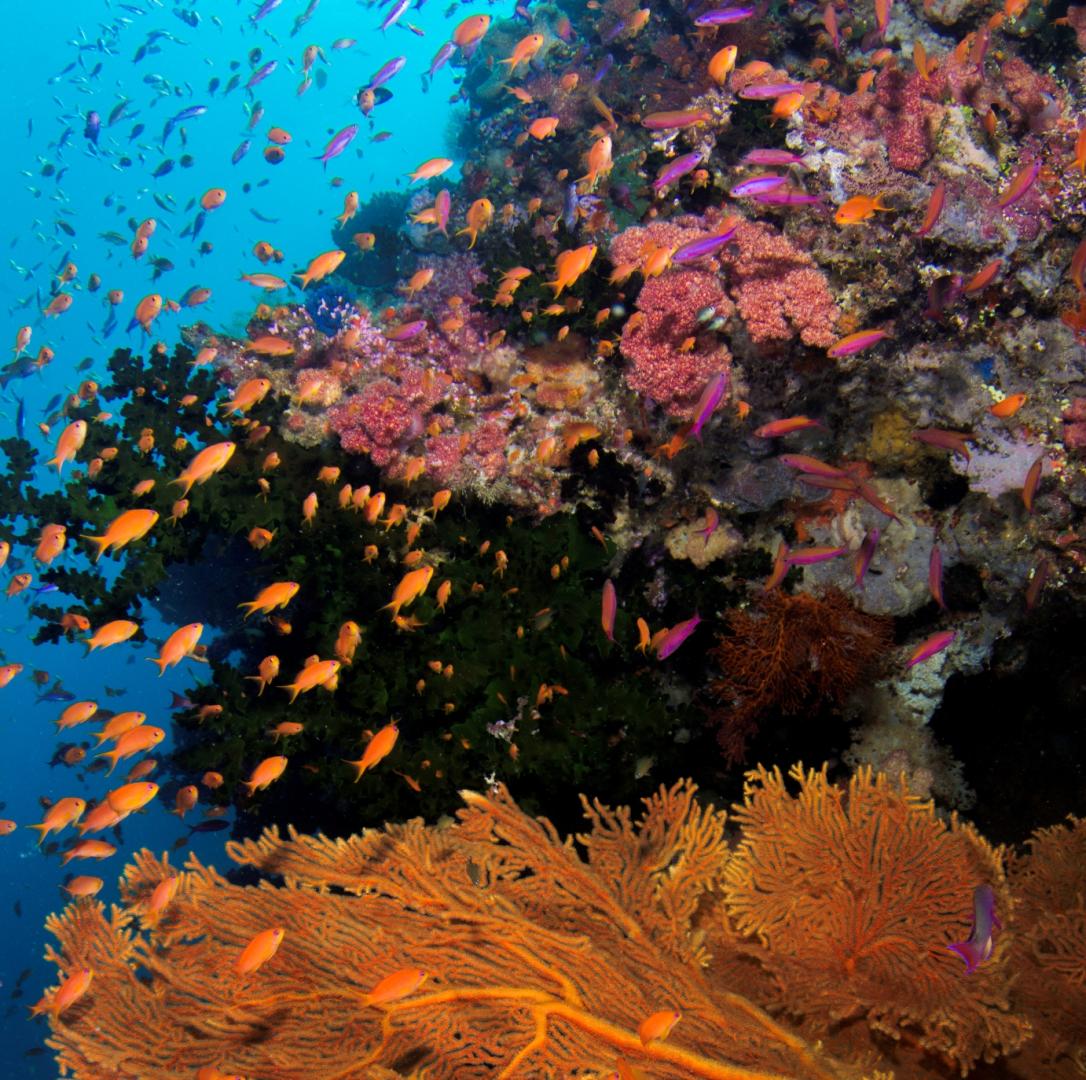 Wananavu Beach Resort image