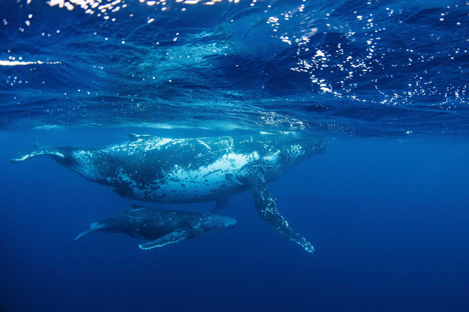 Serenity Beaches Resort image