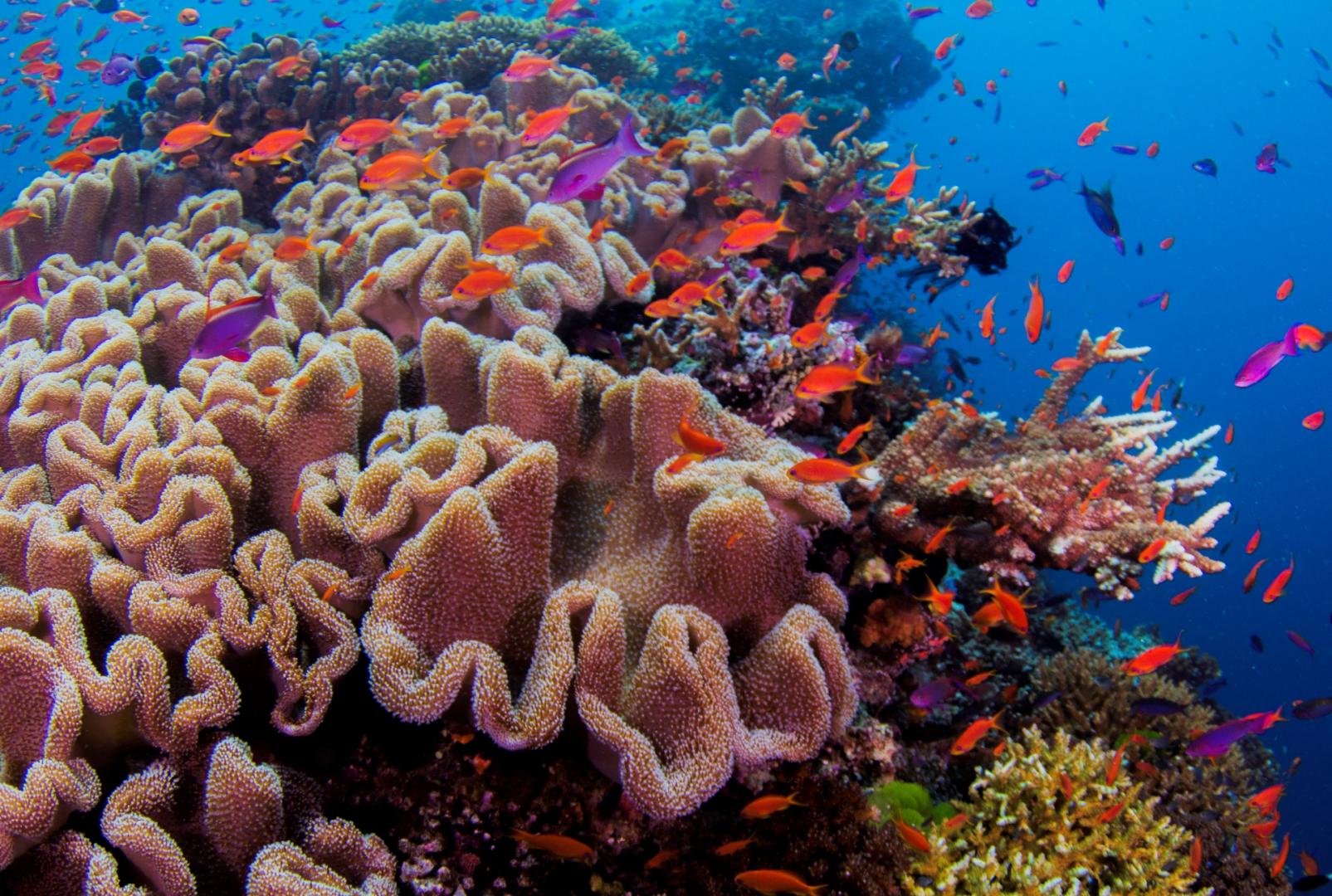 Wananavu Beach Resort image