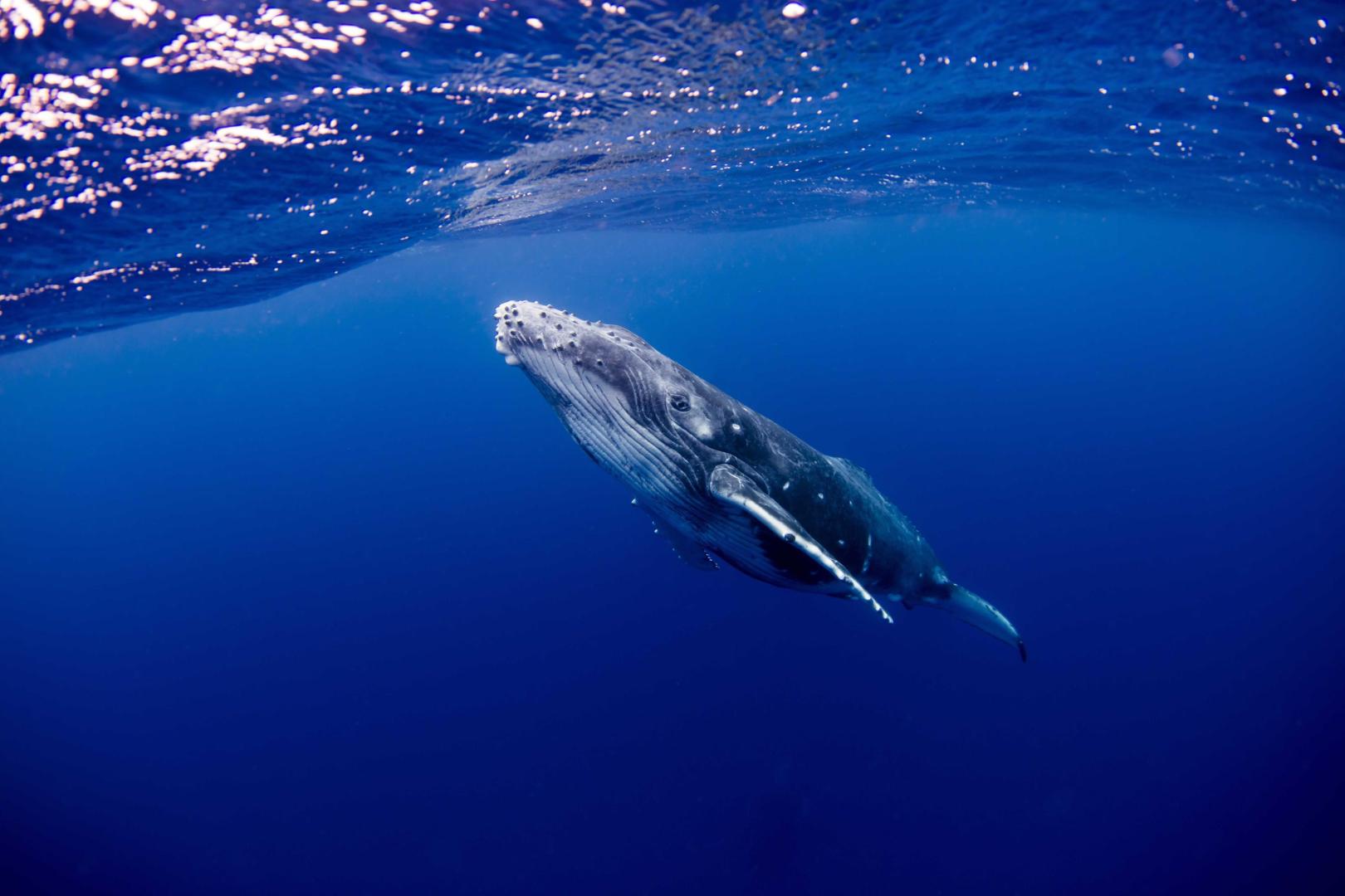 Serenity Beaches Resort image