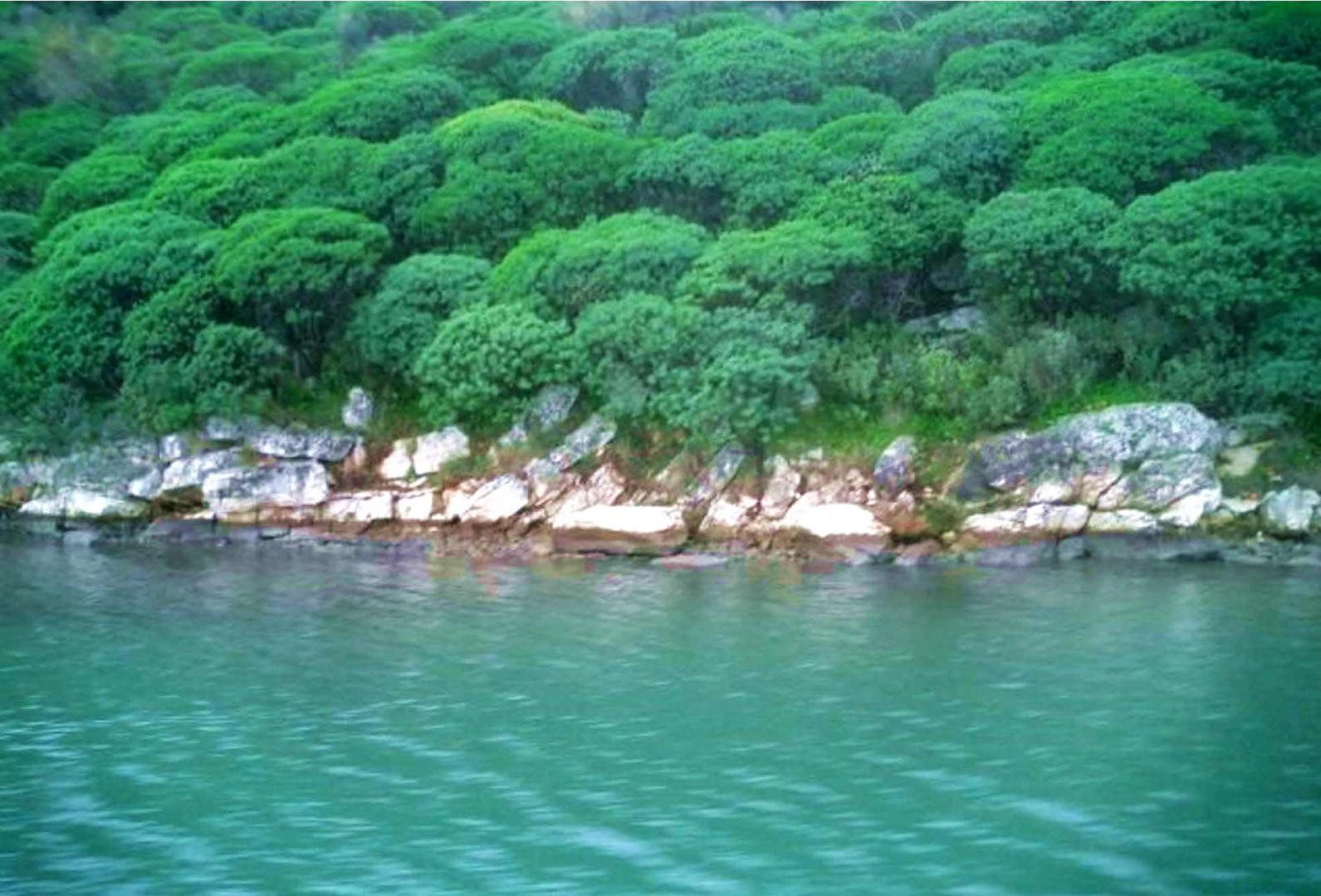 Dulichium Island image