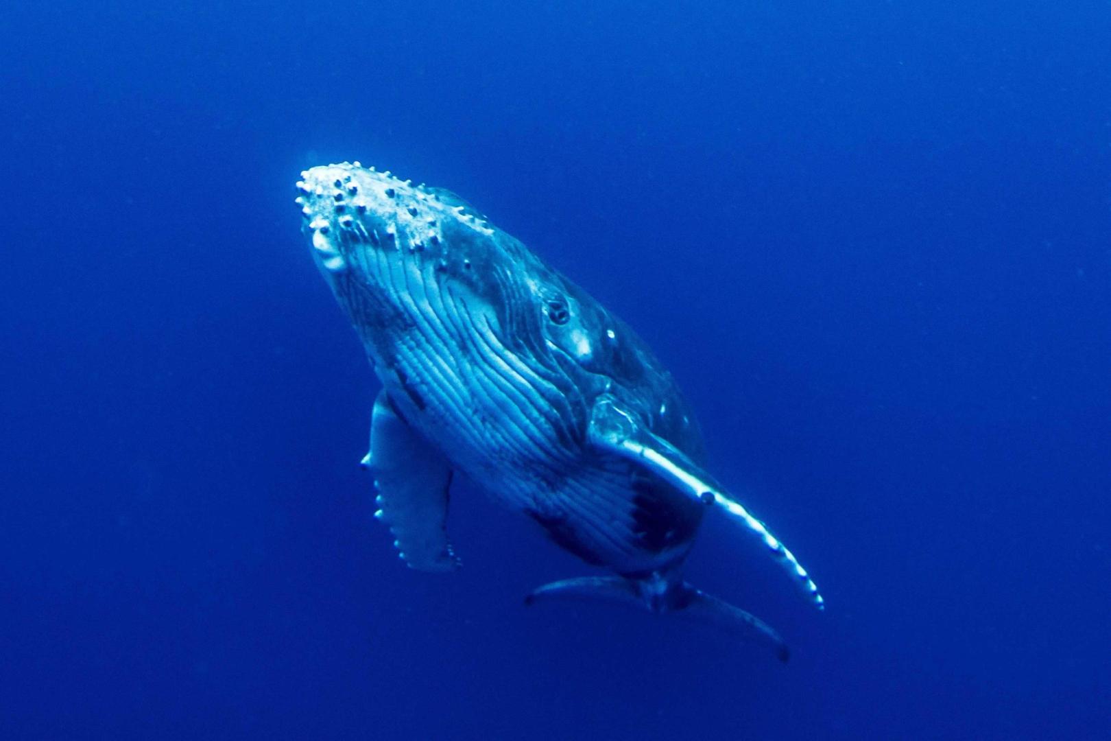 Serenity Beaches Resort image