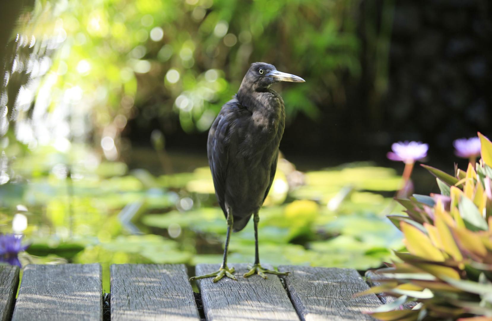 Sofitel Bora Bora Marara Beach image
